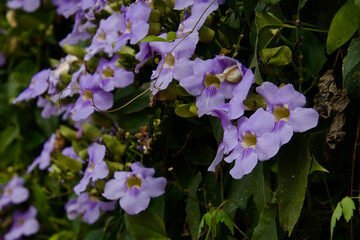 Flowers in the meadow