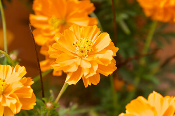Flowers in the meadow