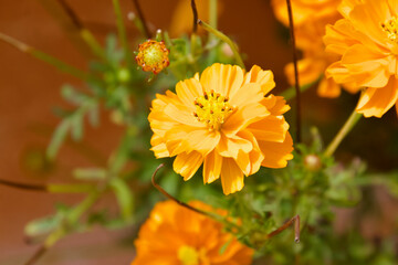 Flowers in the meadow