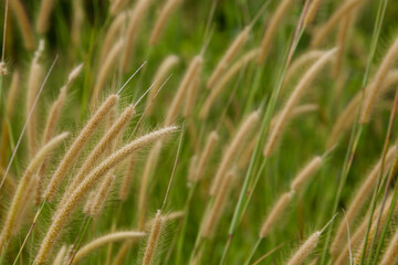 grass in the wind
