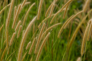 grass in the wind