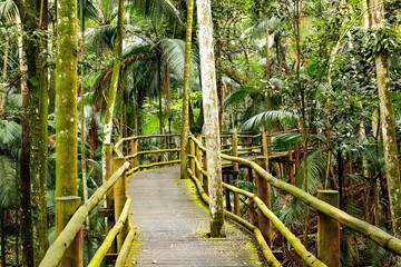 Atlantic Forest Wood Path in Sao Paulo Botanical Garden.