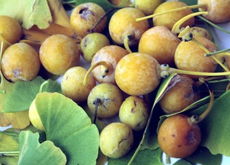 yellow round fruits of ginkgo-maidenhair tree at autumn