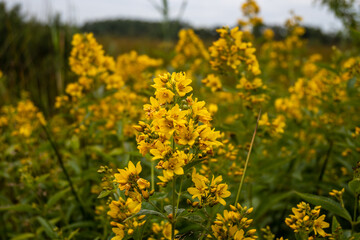Yellow wildflowers on a blurred background