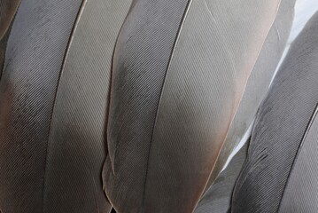 Beautiful dark brown feathers texture background. Feather wallpaper. Natural abstract pattern. Bird...