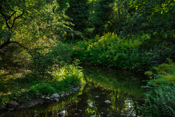 Stream in the park in summer.