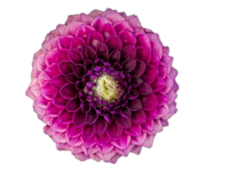 Foto op Plexiglas Top View Pink to Purple Dahlia Bloom - Vibrant Floral Display © Stefan