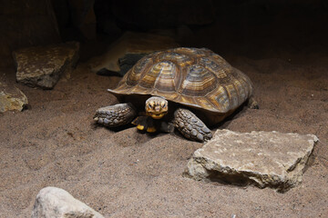 big old turtle in the sand	
