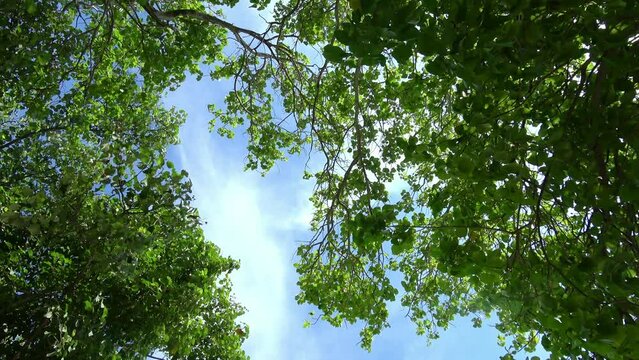 B&auml;ume von unten gefilmt bei blauem Himmel