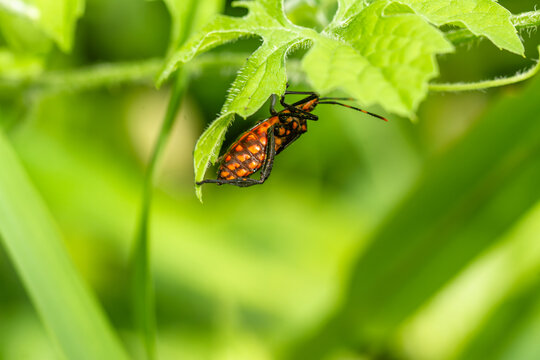 A pest animal named Arilus cristatus who is hanging on the tip of a green leaf