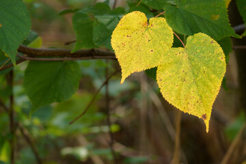 Ein Herz Blatt Paar im Herbst ihrer Lebenszeit