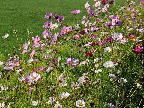Multicolor Cosmos bipinnatus flowers in french field