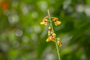 Naklejka na ściany i meble A yellow flower of Crotalaria trichotoma Bojer pops up among the grass