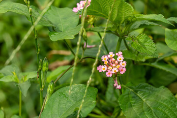 A pink Lantana Camara flower pops out among the grass