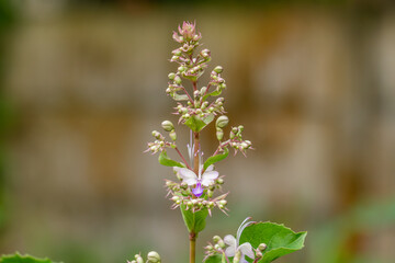 Fototapeta premium A purple flower of Ocimum campechianum Mill pops up among the grass