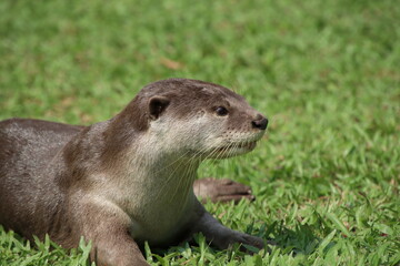 Smooth Coated Otter in a field
