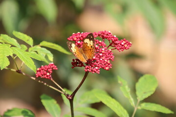 Rustic Butterfly in a garden