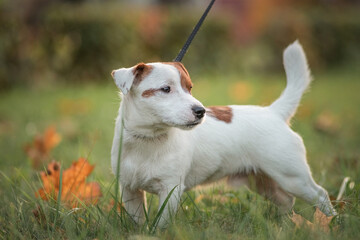 Portrait of a beautiful thoroughbred Jack Russell Terrier on a walk in the grass.