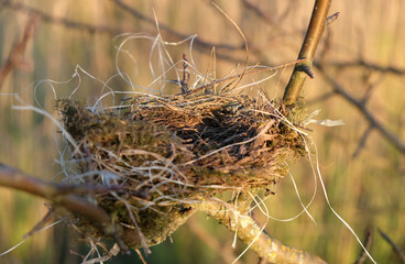 Empty bird's nest. Evening golden hour.