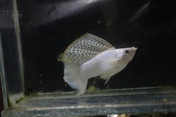 silver freshwater ornamental fish named Platinum lyretail long body
