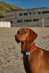 Vertical portrait of a Vizsla dog wearing a red collar stands on the sand