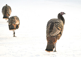 Wild turkey in the snow