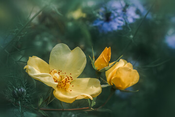 Fototapeta na wymiar 黄色いバラの花　クローズアップ