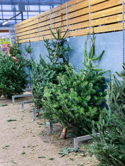 Chrsitmas trees for sale in garden center.