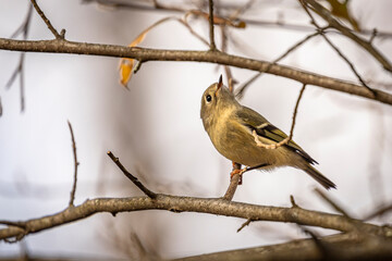 Ruby-crowned Kinglet perched on a tree branch