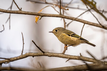 Ruby-crowned Kinglet perched on a tree branch