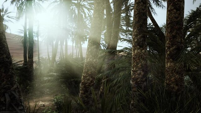 sandy dunes and palm trees in desert Sahara