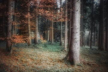 Stimmungsvolle Waldansicht mit Weichzeichner und Retrofarben bearbeitet