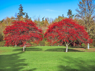 Naklejka premium Hawthorn trees covered in red berries in autumn