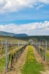 Fototapeta na wymiar Spring vineyards under Palava near Milovice, Southern Moravia, Czech Republic