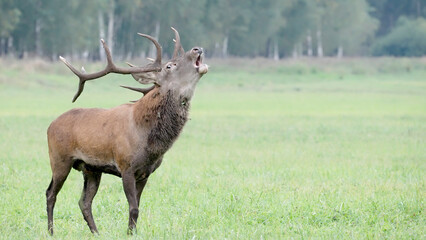 Red deer, roaring stag with antlers in grass, Cervus elaphus
