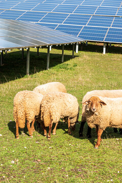 Beweidung von Photovoltaik-Anlagen mit Schafen