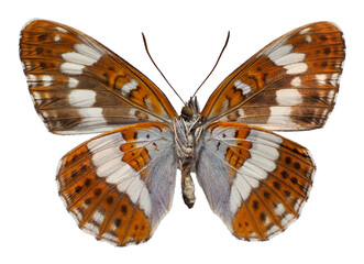 Southern White Admiral butterfly (Limenitis reducta) seen from below, isolated on white background