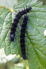black caterpillars on a green leaf