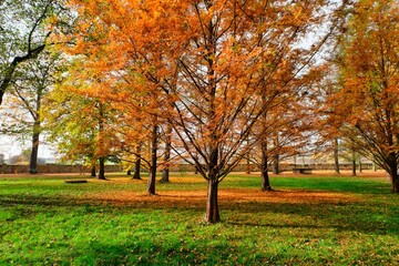 autumn tree in the park