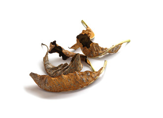 Fungal disease on dry leaves, Plant leaf disease aphid.