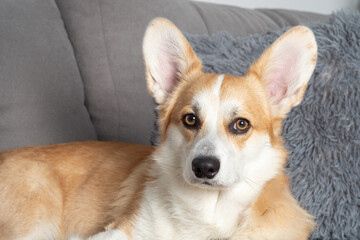 Portrait of adorable Welsh corgi Pembroke lying on a comfortable sofa at home