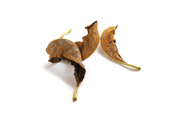 Fungal disease on dry leaves, Plant leaf disease aphid.