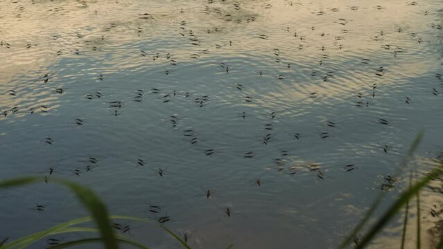 A flock of water meters gerris lacustris move quickly along the water surface of the river