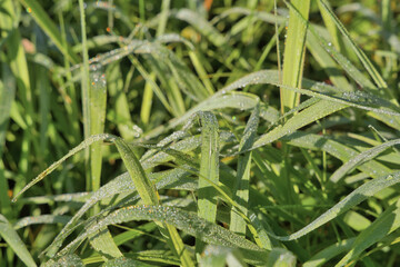 green grass covered with raindrops in a rainy autumn morning, close up view