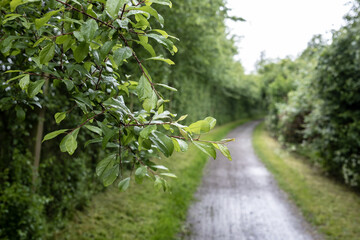Branch with green leaves, wet after rain, against the backdrop of a rural road and trees.