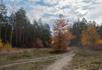 Fototapeta premium Landscape with rural road near pine forest in autumn