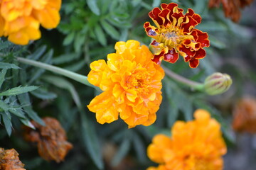 orange flower in the garden
