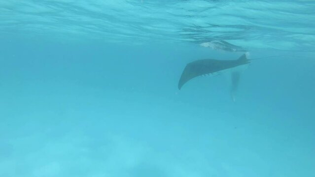 ein gro&szlig;er Mantarochen schwimmt im Ozean auf der Suche nach Futter
