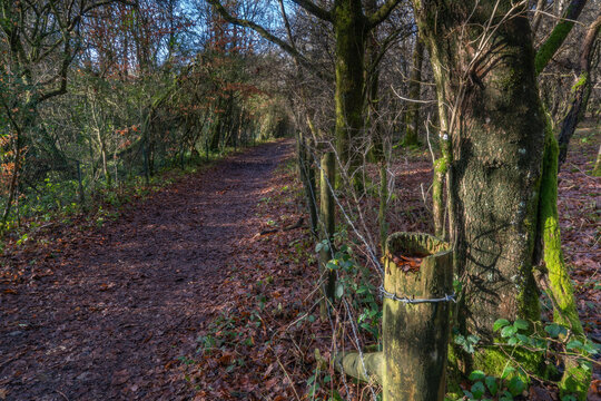 A Path In Woodland On The South Downs Way, West Sussex, UK