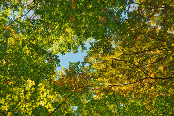 Fall autumn treetops upward view from a ground